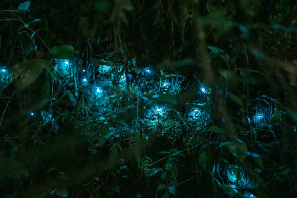 glowworm walk new zealand