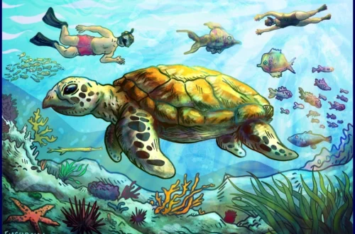 illustration by fiachra hackett snorkelling to see turtles and coral gili meno islands indonesia
