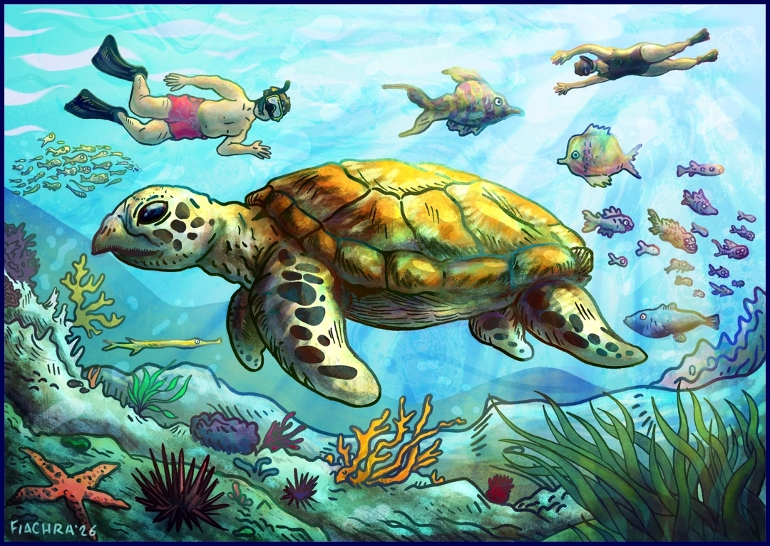 illustration by fiachra hackett snorkelling to see turtles and coral gili meno islands indonesia