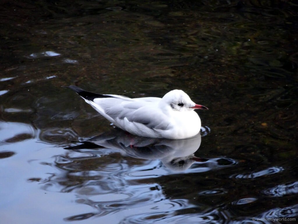 gull on the water at blackford pond edinburgh