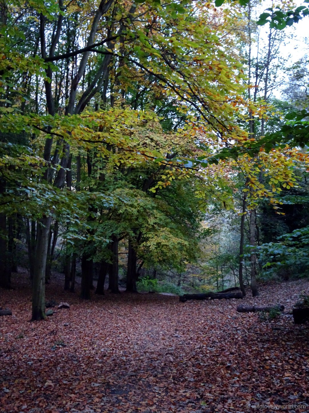 hermitage of braid local nature reserve in autumn in edinburgh scotland