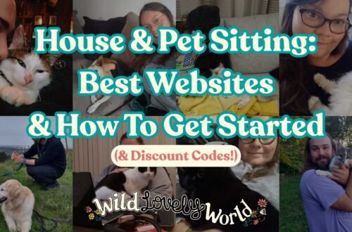 house and pet sitting best websites and how to get started and discount codes wild lovely world