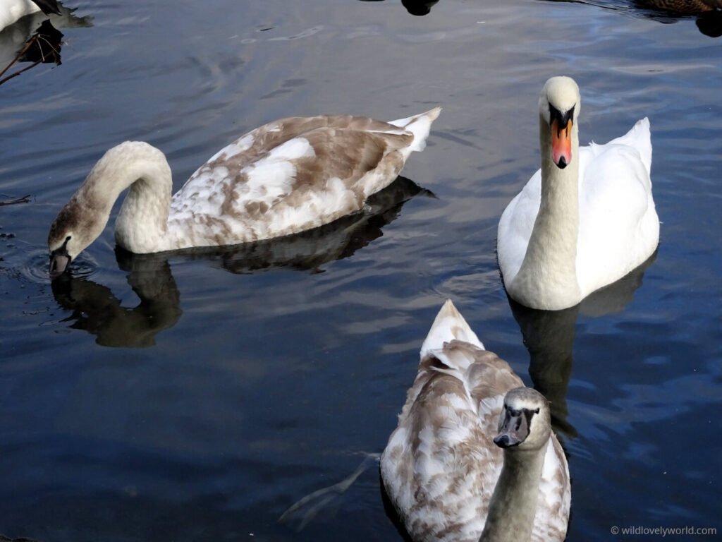 swans at blackford pond in edinburgh