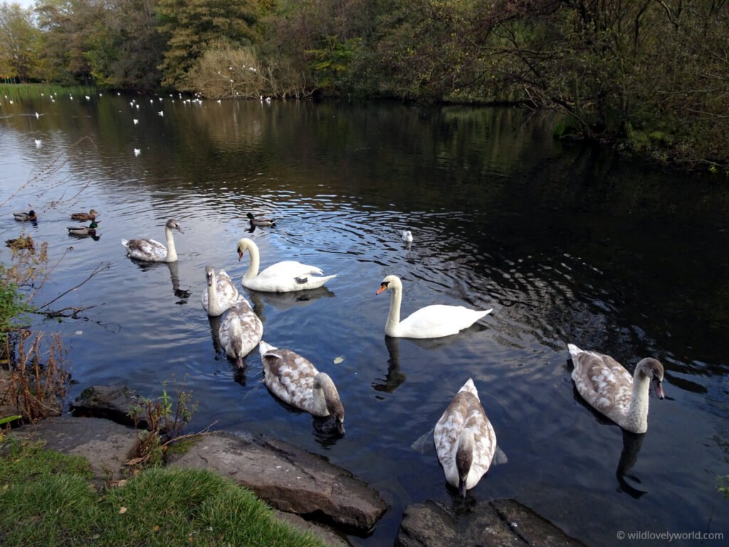 swans at blackford pond