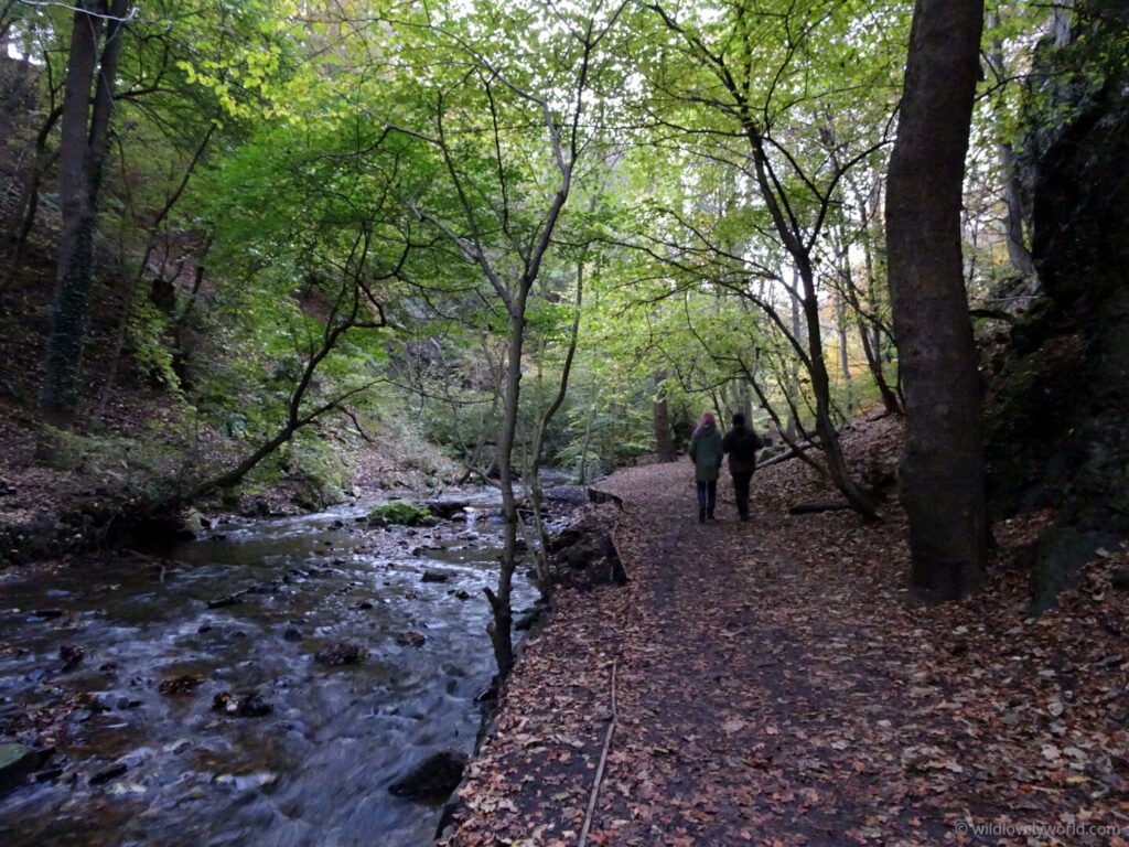 hermitage of braid woodland trail along braid burn in edinburgh